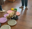 행동교정학수업
