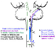 Spinocerebellar Tract