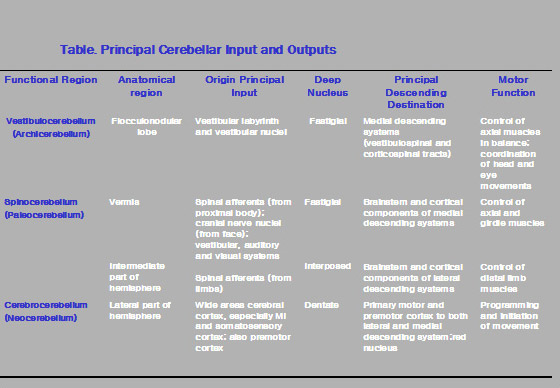 table principal cerebellar input and putputs